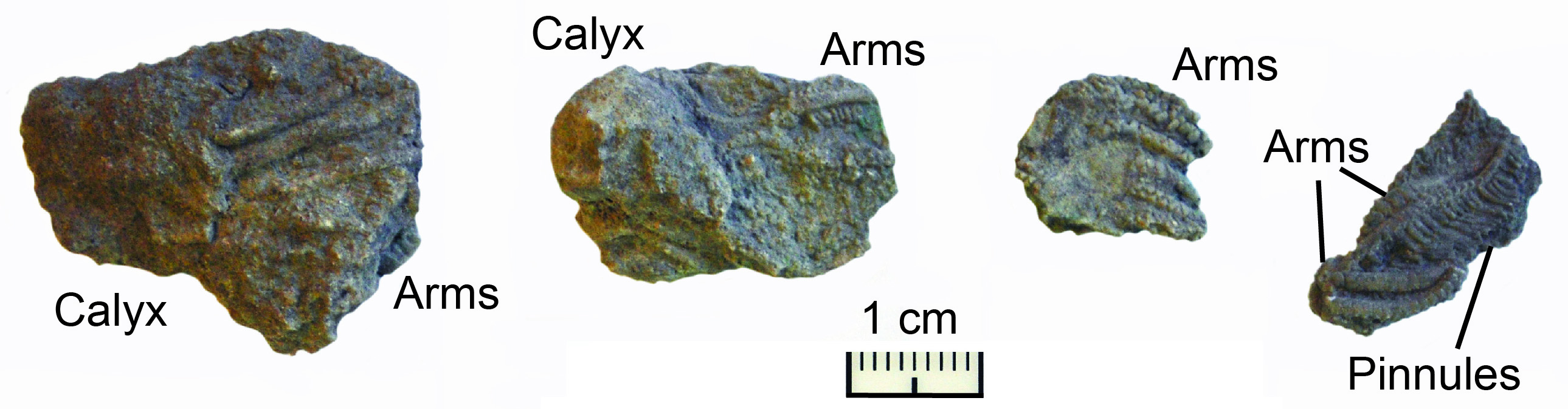 Platycrinites penicillus crowns and arm fragments from the Kentucky Geological Survey paleontological collection.